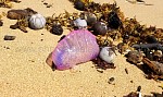 Jellyfish.jpg