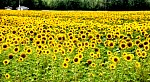 Sunflowers.JPG